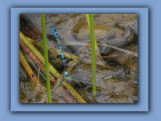 Damselflies egging on pond near Hetton House Wood, 1st August 2022 2_Prv.jpg